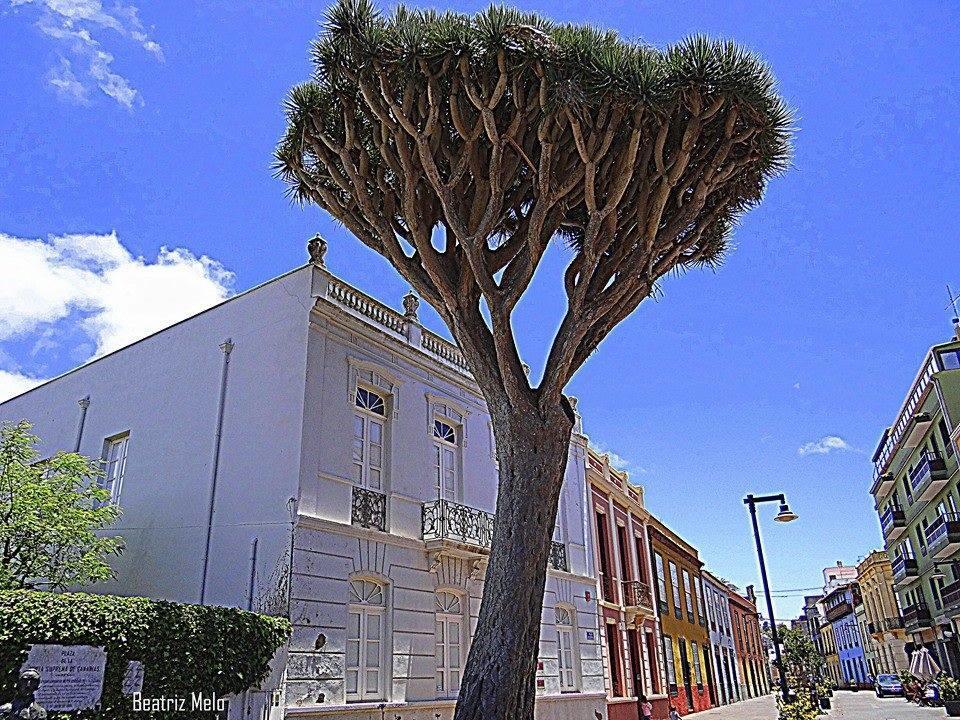 Ossuna Apartment San Cristóbal de La Laguna